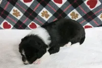 Fletcher, a male Border Collie and Cocker Spaniel for sale in Waynesboro, PA – 4 of 6