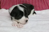 Elna, a female Border Collie and Cocker Spaniel for sale in Waynesboro, PA – 8 of 9
