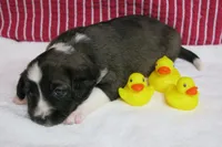Calia, a female Border Collie and Cocker Spaniel for sale in Waynesboro, PA – 6 of 9