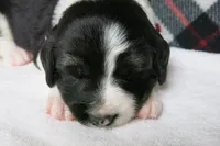 Alfie, a male Border Collie and Cocker Spaniel for sale in Waynesboro, PA – 8 of 9