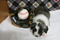 Barry, a male Border Collie and Cocker Spaniel for sale in Waynesboro, PA – 7 of 10
