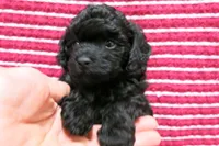 Ebony, a female Poodle - Toy  for sale in Waynesboro, PA – 5 of 10