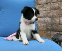 Elna, a female Border Collie and Cocker Spaniel for sale in Waynesboro, PA – 1 of 3