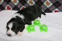 Howie, a male Border Collie and Cocker Spaniel for sale in Waynesboro, PA – 4 of 6
