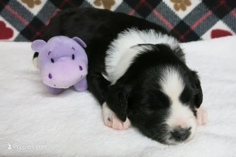 Howie – Border Collie, Cocker Spaniel puppy for sale in Waynesboro, PA