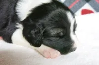 Alfie, a male Border Collie and Cocker Spaniel for sale in Waynesboro, PA – 9 of 9