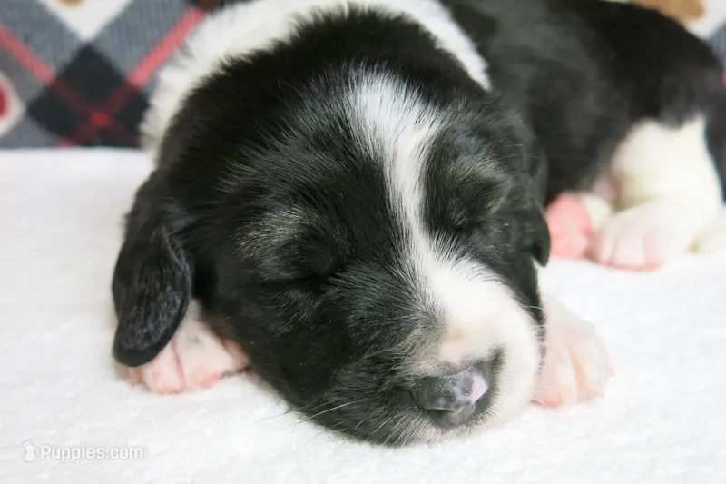 Alfie – Border Collie, Cocker Spaniel puppy for sale in Waynesboro, PA