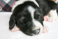 Alfie, a male Border Collie and Cocker Spaniel for sale in Waynesboro, PA – 3 of 9