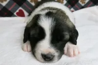 Barry, a male Border Collie and Cocker Spaniel for sale in Waynesboro, PA – 4 of 10