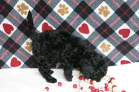 Ebony, a female Poodle - Toy  for sale in Waynesboro, PA – 10 of 10