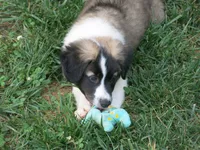 Barry, a male Border Collie and Cocker Spaniel for sale in Waynesboro, PA – 2 of 3