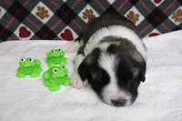 Barry, a male Border Collie and Cocker Spaniel for sale in Waynesboro, PA – 9 of 10
