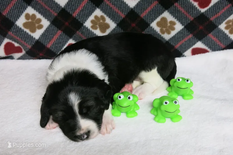 Alfie – Border Collie, Cocker Spaniel puppy for sale in Waynesboro, PA