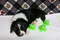 Alfie, a male Border Collie and Cocker Spaniel for sale in Waynesboro, PA – 5 of 9