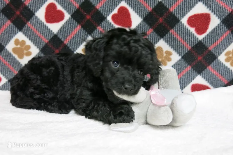 Ebony – Poodle - Toy  puppy for sale in Waynesboro, PA