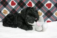 Ebony, a female Poodle - Toy  for sale in Waynesboro, PA – 1 of 10