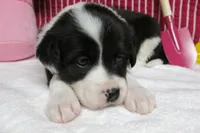 Elna, a female Border Collie and Cocker Spaniel for sale in Waynesboro, PA – 9 of 9
