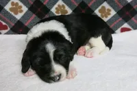 Alfie, a male Border Collie and Cocker Spaniel for sale in Waynesboro, PA – 2 of 9