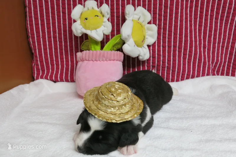 Gerri – Border Collie, Cocker Spaniel puppy for sale in Waynesboro, PA