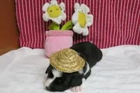 Gerri, a female Border Collie and Cocker Spaniel for sale in Waynesboro, PA – 6 of 7