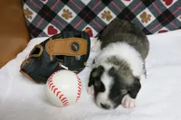 Barry, a male Border Collie and Cocker Spaniel for sale in Waynesboro, PA – 5 of 10