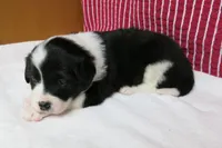 Elna, a female Border Collie and Cocker Spaniel for sale in Waynesboro, PA – 4 of 9