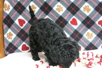 Ebony, a female Poodle - Toy  for sale in Waynesboro, PA – 7 of 10