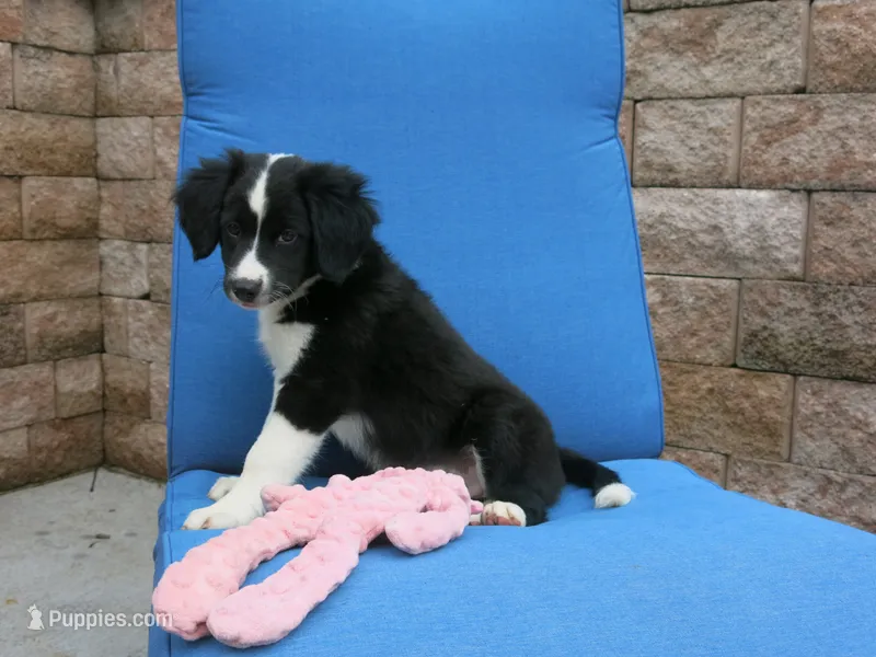 Dirk – Border Collie, Cocker Spaniel puppy for sale in Waynesboro, PA