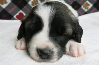 Barry, a male Border Collie and Cocker Spaniel for sale in Waynesboro, PA – 2 of 10