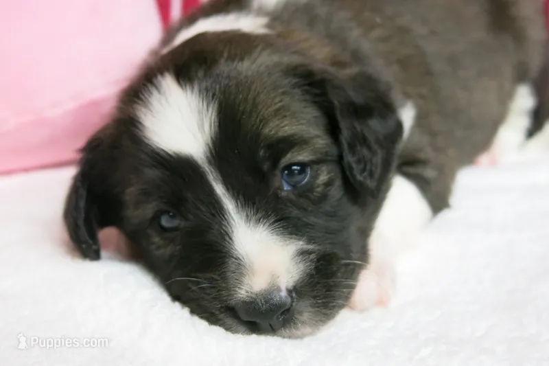 Calia – Border Collie, Cocker Spaniel puppy for sale in Waynesboro, PA