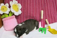 Calia, a female Border Collie and Cocker Spaniel for sale in Waynesboro, PA – 4 of 9