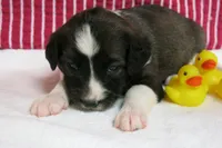 Calia, a female Border Collie and Cocker Spaniel for sale in Waynesboro, PA – 8 of 9