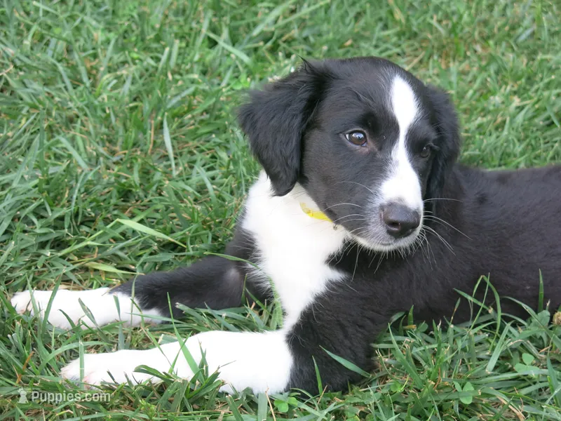 Alfie – Border Collie, Cocker Spaniel puppy for sale in Waynesboro, PA