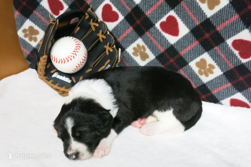 Alfie – Border Collie, Cocker Spaniel puppy for sale in Waynesboro, PA