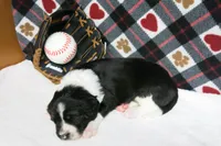 Alfie, a male Border Collie and Cocker Spaniel for sale in Waynesboro, PA – 1 of 9