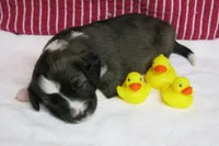 Calia, a female Border Collie and Cocker Spaniel for sale in Waynesboro, PA – 7 of 9