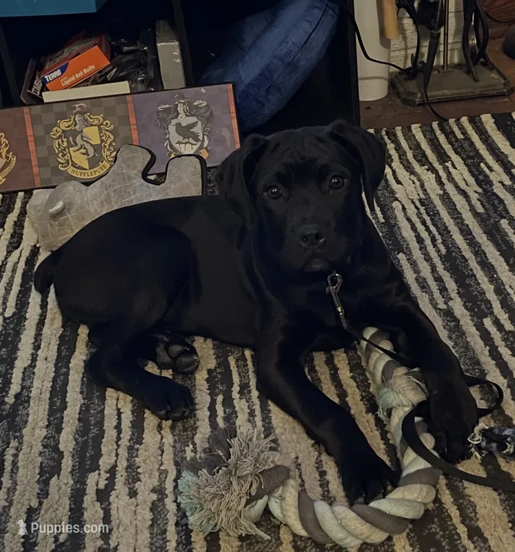 Bean – Cane Corso puppy for sale in Hyattsville, MD