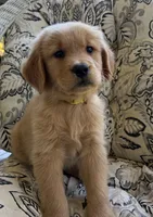 Tony , a male Golden Retriever for sale in Fair Play, SC – 7 of 8