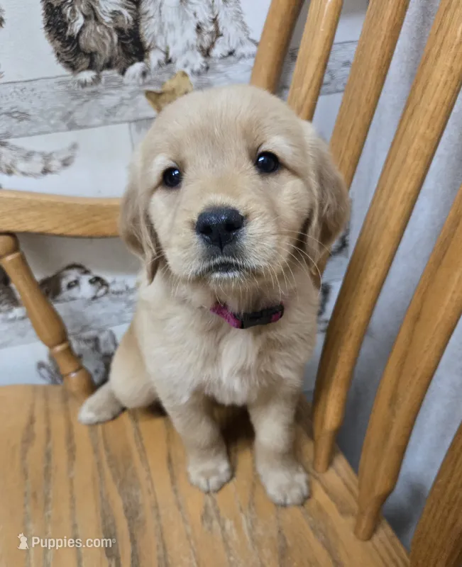 Ella  – Golden Retriever puppy for sale in Fair Play, SC