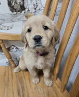 Ella , a female Golden Retriever for sale in Fair Play, SC – 1 of 5