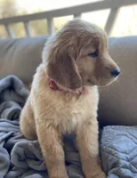 Old Yellow , a male Golden Retriever for sale in Fair Play, SC – Photo 2 of 7