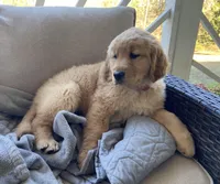 Old Yellow , a male Golden Retriever for sale in Fair Play, SC – Photo 7 of 7
