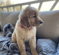 Old Yellow , a male Golden Retriever for sale in Fair Play, SC – Photo 5 of 7