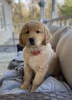Old Yellow , a male Golden Retriever for sale in Fair Play, SC – Photo 3 of 7