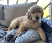 Old Yellow , a male Golden Retriever for sale in Fair Play, SC – Photo 6 of 7