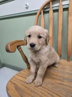 Sparrow , a male Golden Retriever for sale in Fair Play, SC – 2 of 8