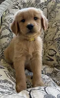 Tony , a male Golden Retriever for sale in Fair Play, SC – 5 of 8