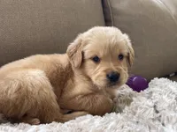 Percy, a male Golden Retriever for sale in Fair Play, SC – Photo 4 of 8