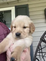Percy, a male Golden Retriever for sale in Fair Play, SC – Photo 3 of 8