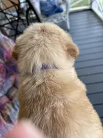 Percy, a male Golden Retriever for sale in Fair Play, SC – Photo 7 of 8